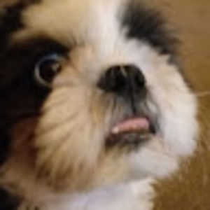 Meet your Posher, Robin